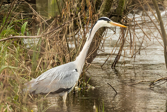 Heron - Summer Leys
