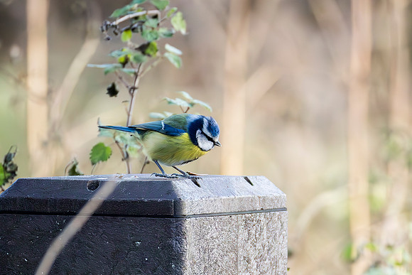Blue Tit - WT Summer Leys