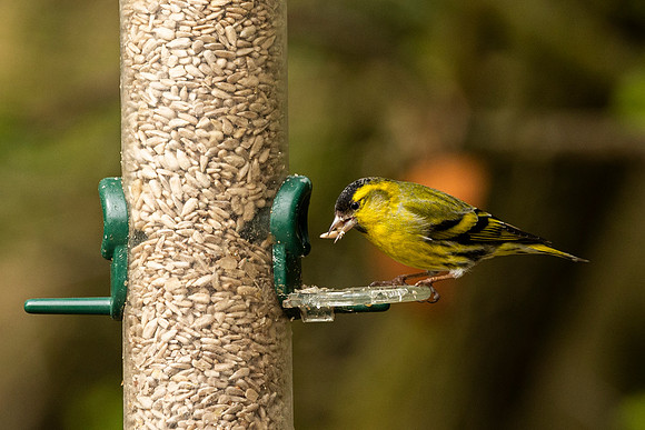 Siskin - Summer Leys