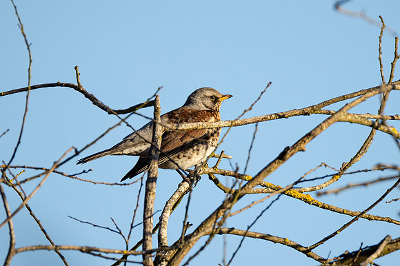 Fieldfare - RSPB Fowlmere