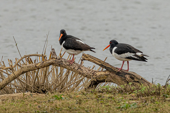 Oyster Catcher - Summer Leys