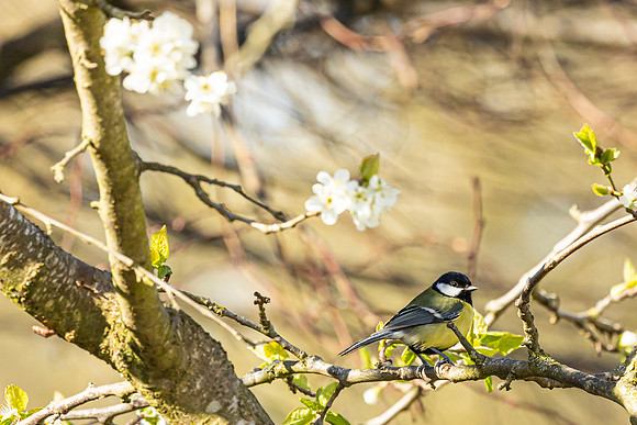 Great Tit