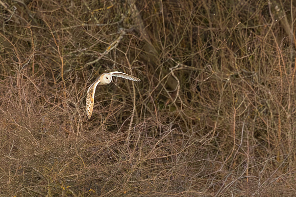 Barn Owl - RSPB Fowlmere