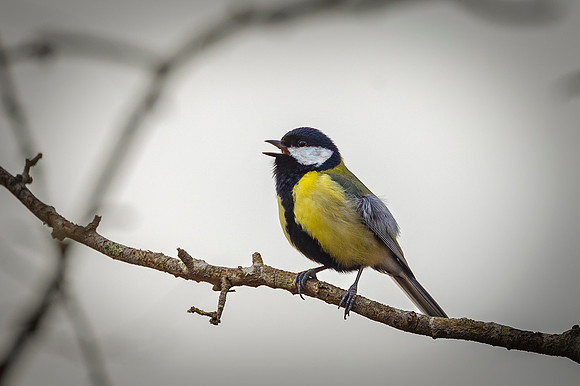 Great Tit - Fowlmere