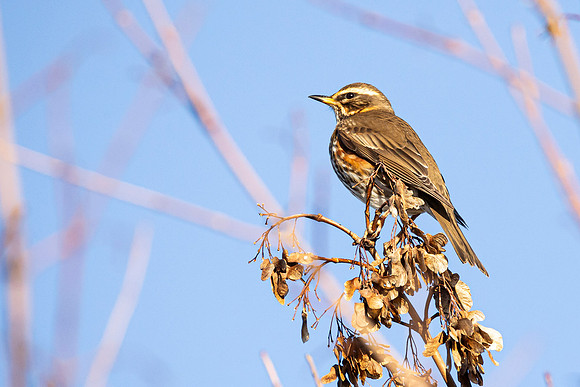 Redwing - WT Summer Leys