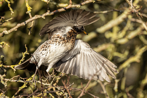 Fieldfare - WT Summer Leys