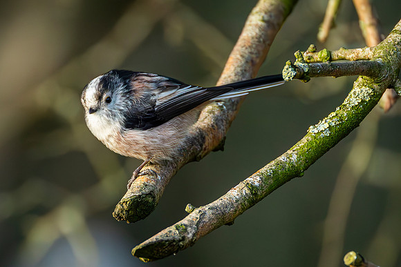 Long Tailed Tit - WT Summer Leys