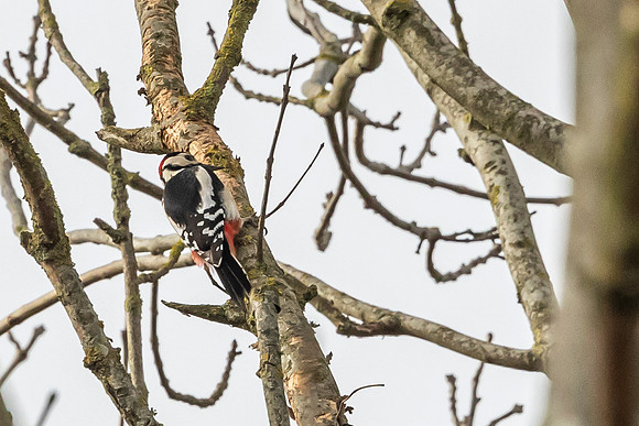 Woodpecker - RSPB Fowlmere