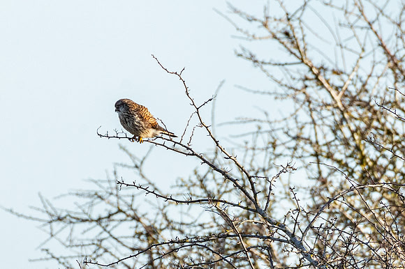 Kestrel - RSPB Nene Washes