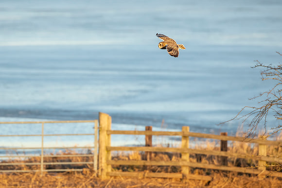 Short Eared Owl - RSPB Nene Washes