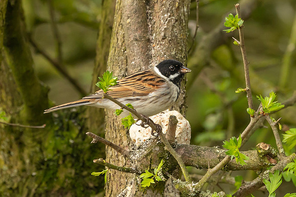 Reed Bunting - Summer Leys