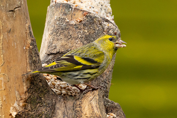 Siskin - Summer Leys