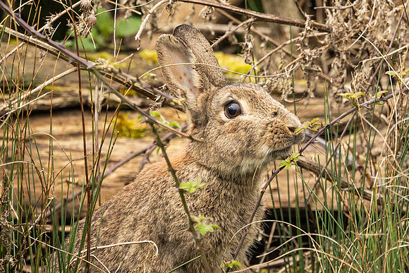 Rabbit - Summer Leys