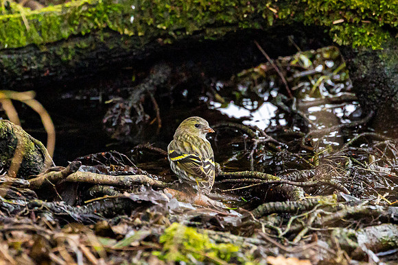 Siskin