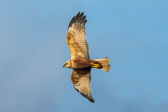 Marsh Harrier - RSPB Fowlmere