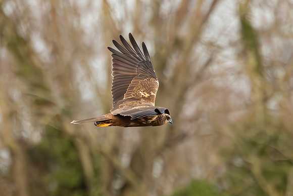 Marsh Harrier - RSPB Fowlmere