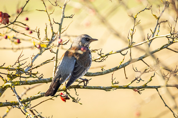 Fieldfare - WT Summer Leys