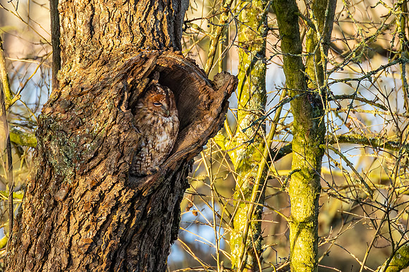 Tawny Owl - RSPB Nene Washes