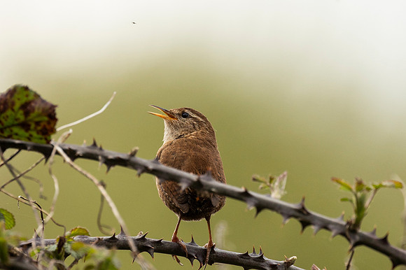 Wren - Fowlmere