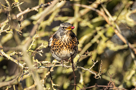 Fieldfare - WT Summer Leys