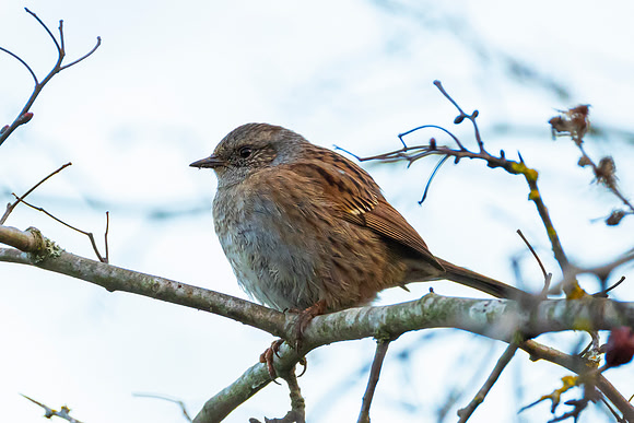 Dunnock - WT Summer Leys