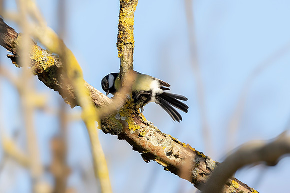 Great Tit - RSPB Fowlmere