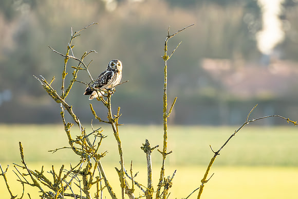 Short Eared Owl - RSPB Nene Washes