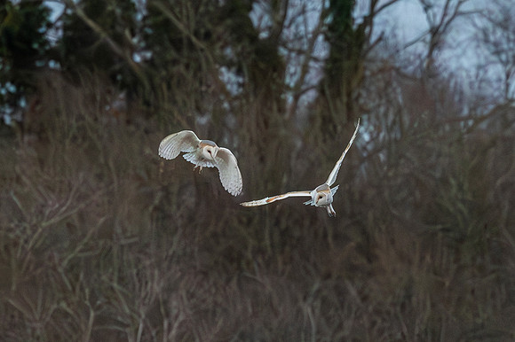 Barn Owl at Dusk - RSPB Fowlmere