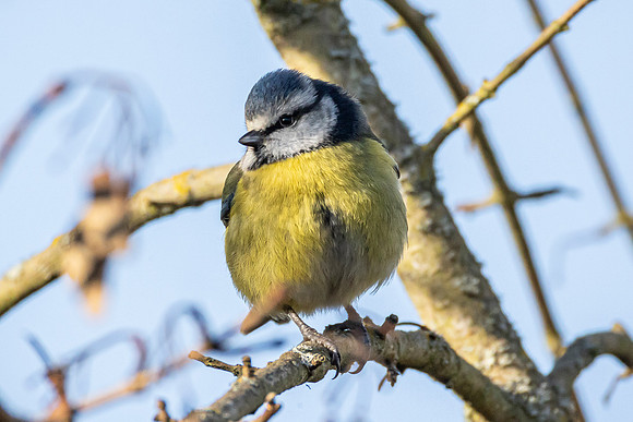 Blue Tit - WT Summer Leys