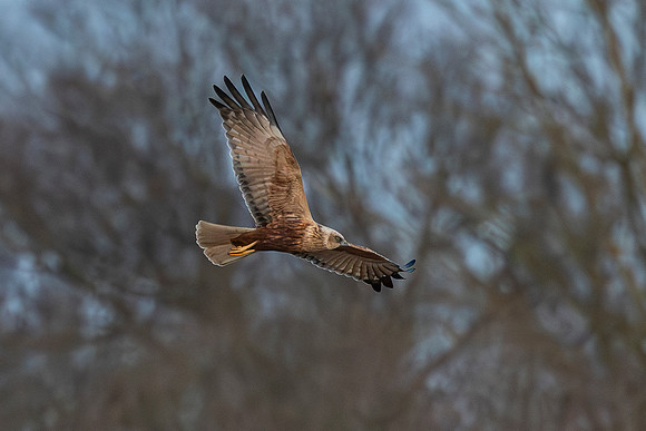 Marsh Harrier - RSPB Fowlmere