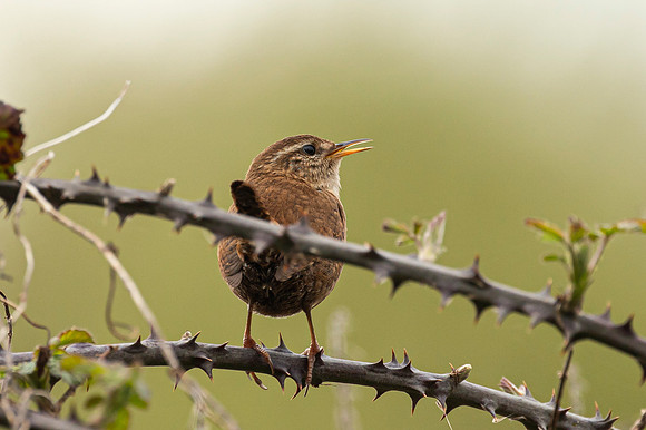 Wren - Fowlmere