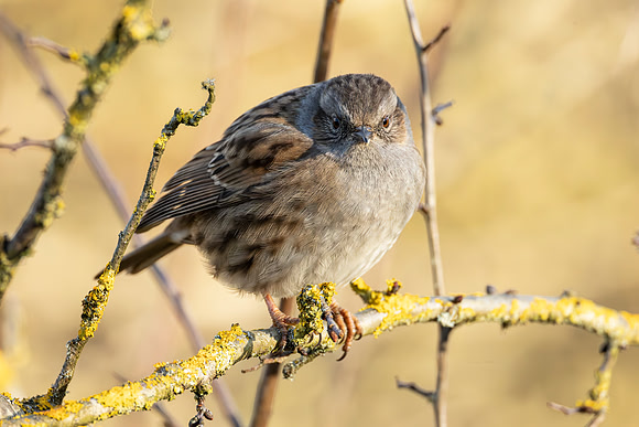 Dunnock - WT Summer Leys