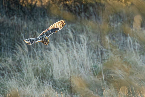 Short Eared Owl - RSPB Nene Washes