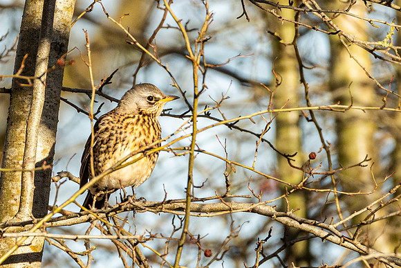Fieldfare - WT Summer Leys