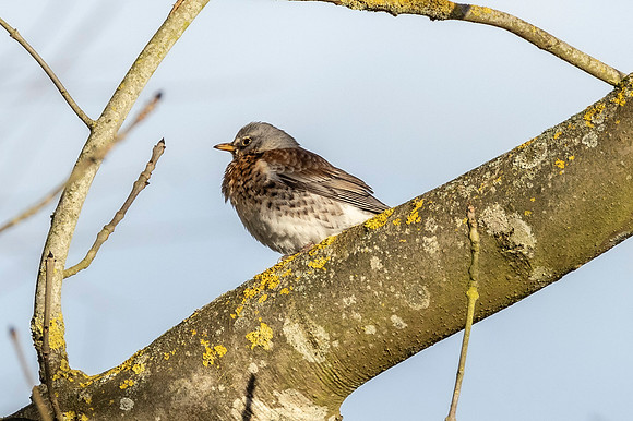 Fieldfare - RSPB Fowlmere