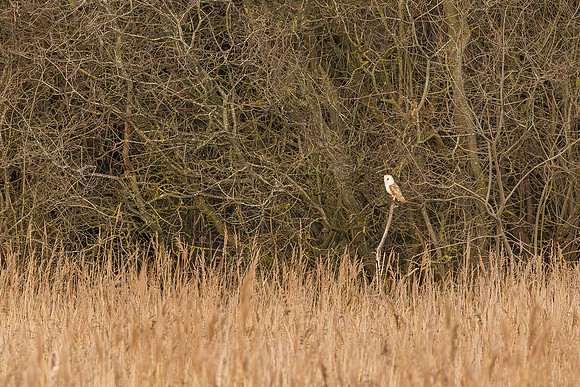 Barn Owl - RSPB Fowlmere