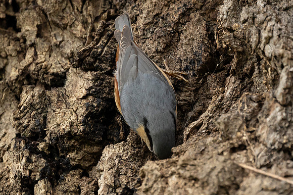Nuthatch - St Albans