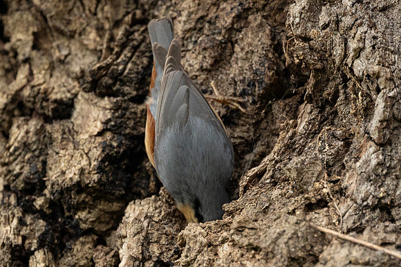Nuthatch - St Albans