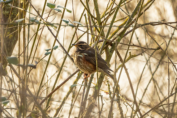 Redwing - RSPB Fowlmere