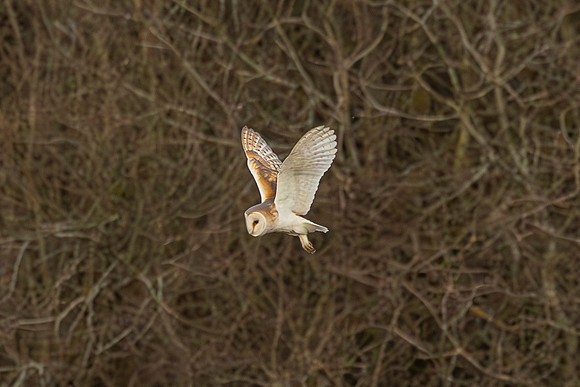 Barn Owl - RSPB Fowlmere