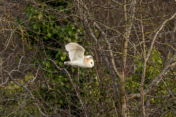 Barn Owl - RSPB Fowlmere