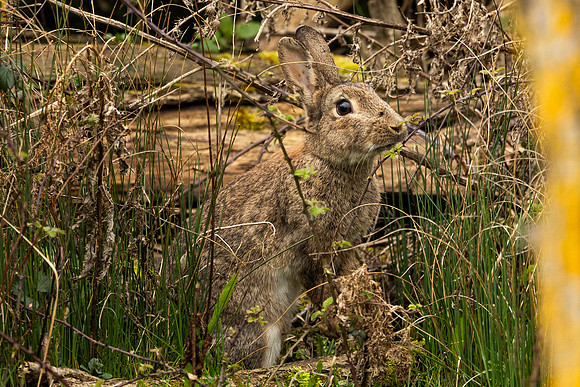 Rabbit - Summer Leys