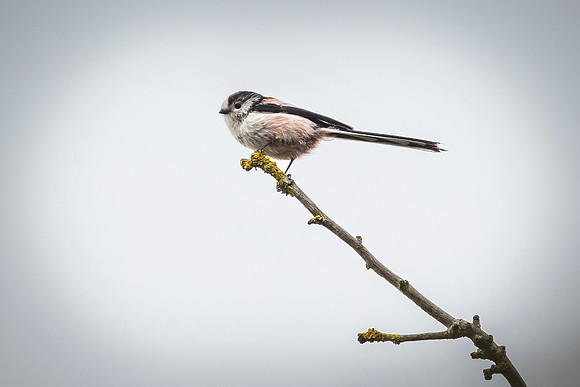 Long Tailed Tit - Fowlmere