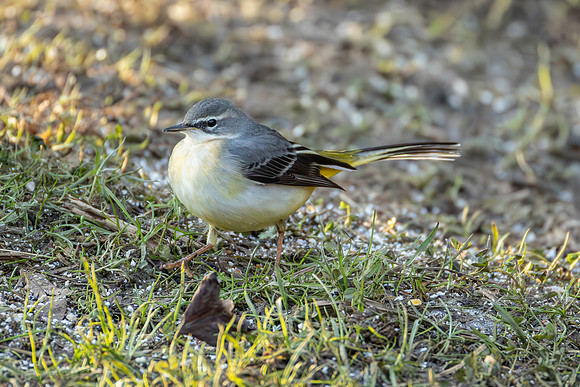 Grey Wagtail - WT Summer Leys