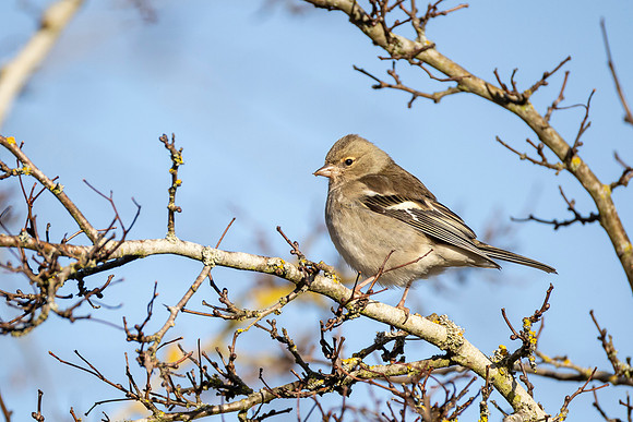 Chaffinch - WT Summer Leys