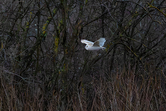 Barn Owl at Dusk - RSPB Fowlmere