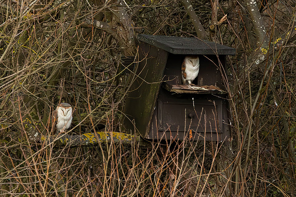 Barn Owl - RSPB Fowlmere