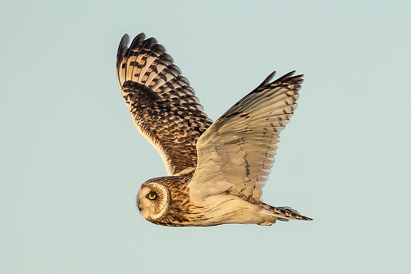 Short Eared Owl - RSPB Nene Washes