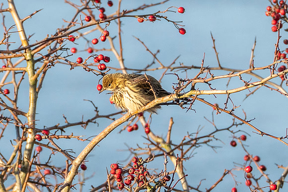 RSPB Nene Washes