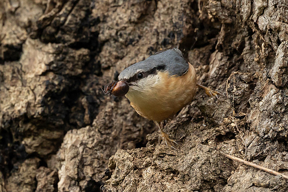 Nuthatch - St Albans